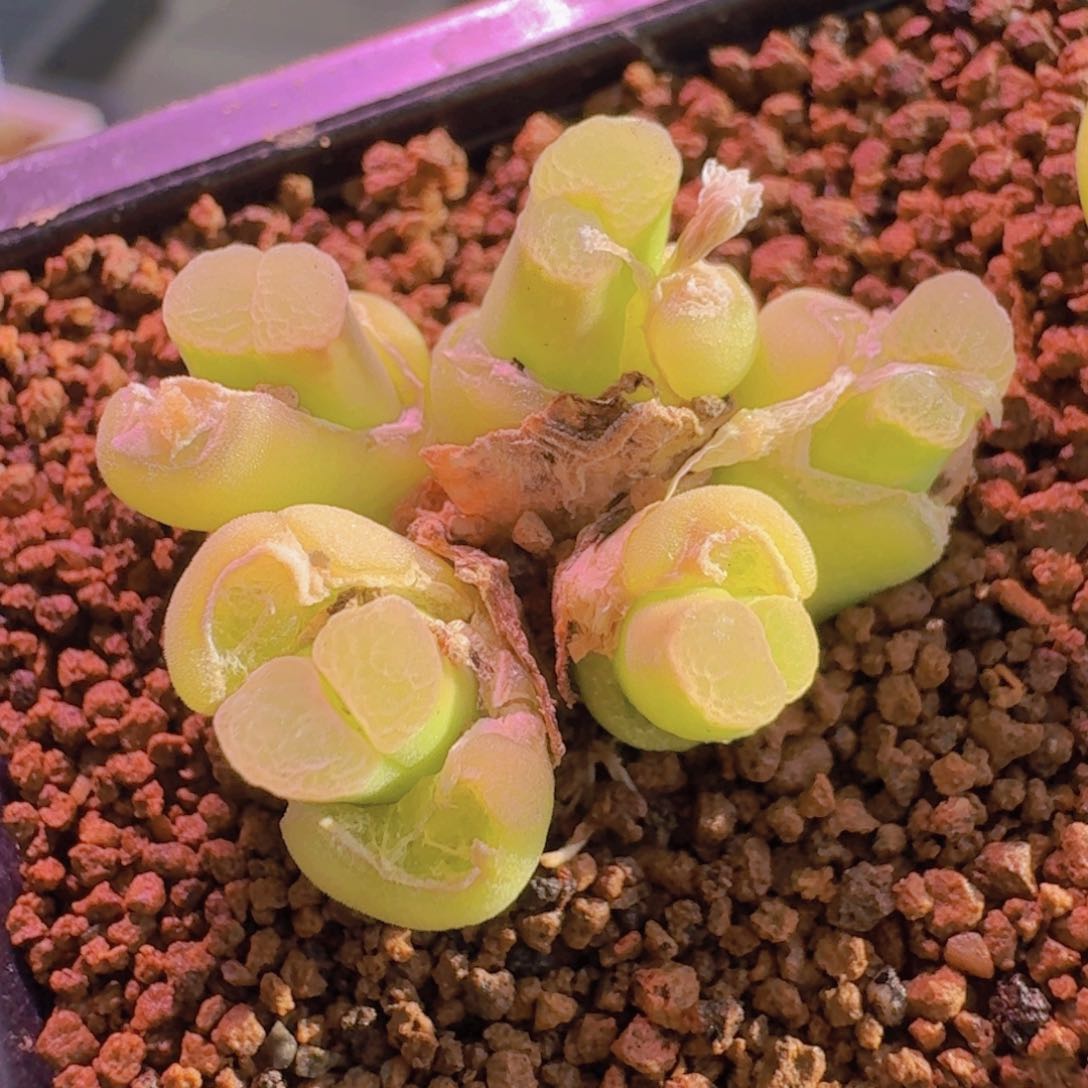 云缦新年优惠5.21天鹅绒佛肚