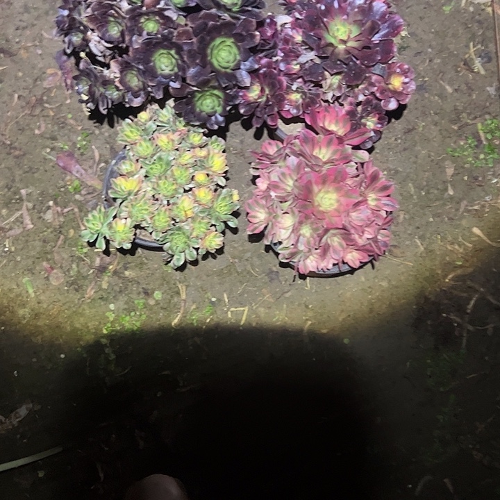 不包侧枝一物一拍77