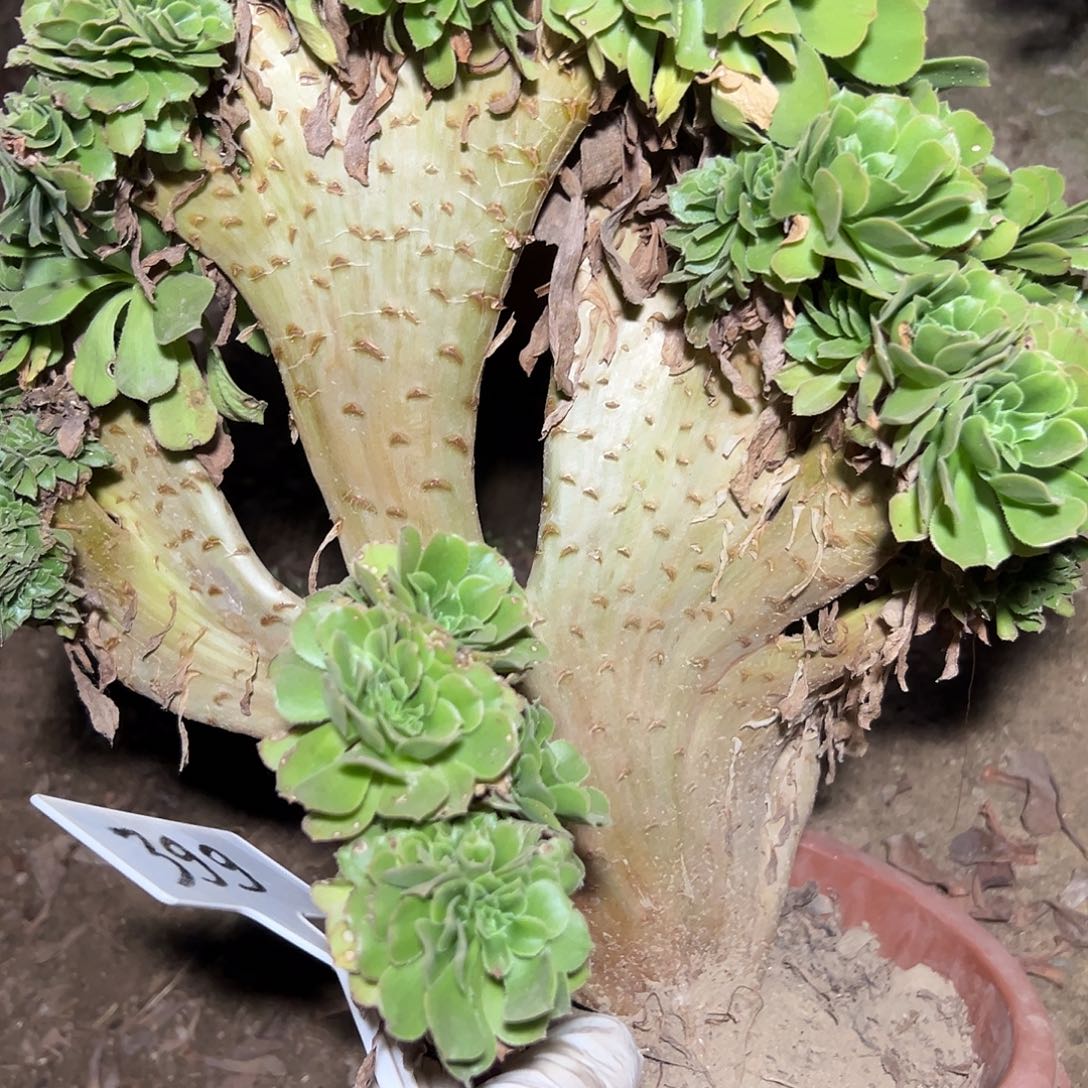 多肉植物绿羊绒缀花399