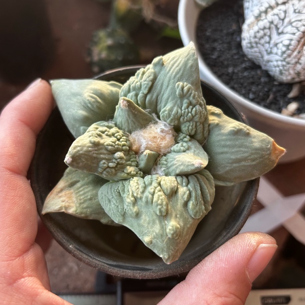 园艺仙人球/牡丹/实生大型怒涛9.4cm/s203