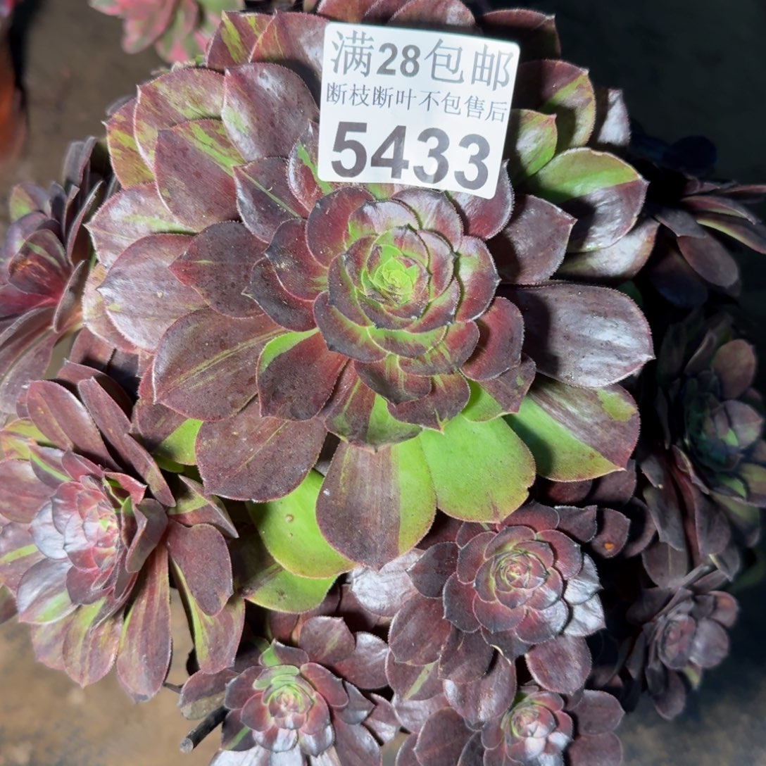 5433脸普多肉植物