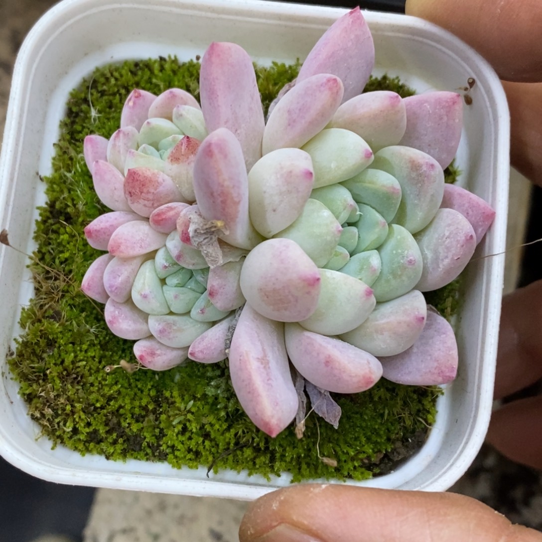 精品多肉一物一拍不包整443