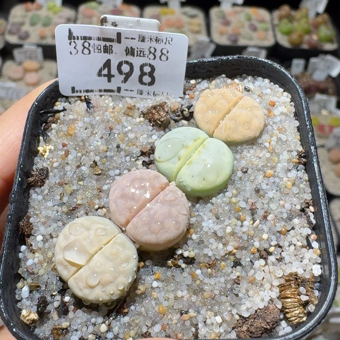 Sss精品清货款498