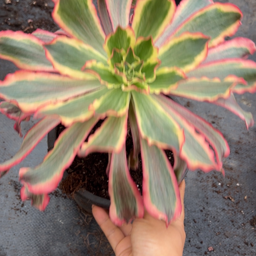 6魅影多肉嘻嘻嘻zi