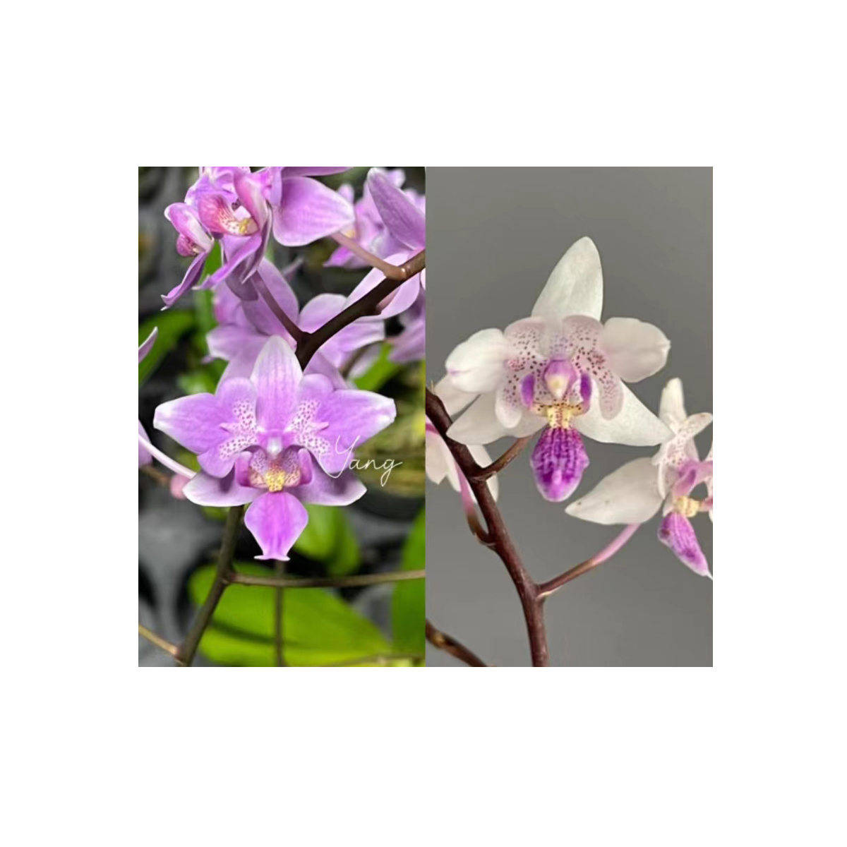 2.8寸 YC13天使维奇交美蒂亚-抽梗苗【叶瑕少根】珍奇蝴蝶兰