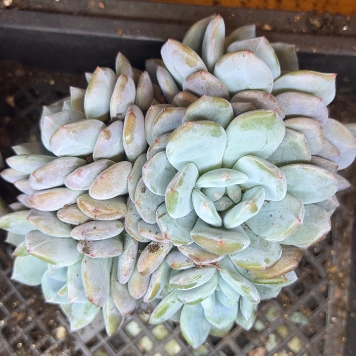 星影五头大群一颗