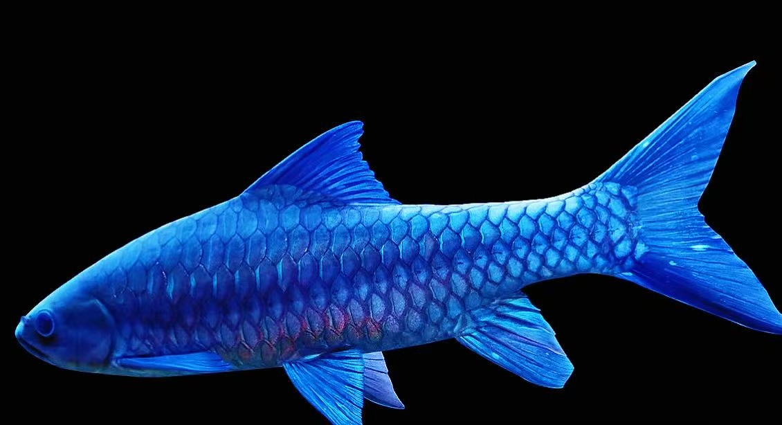 活体观赏鱼一物一拍