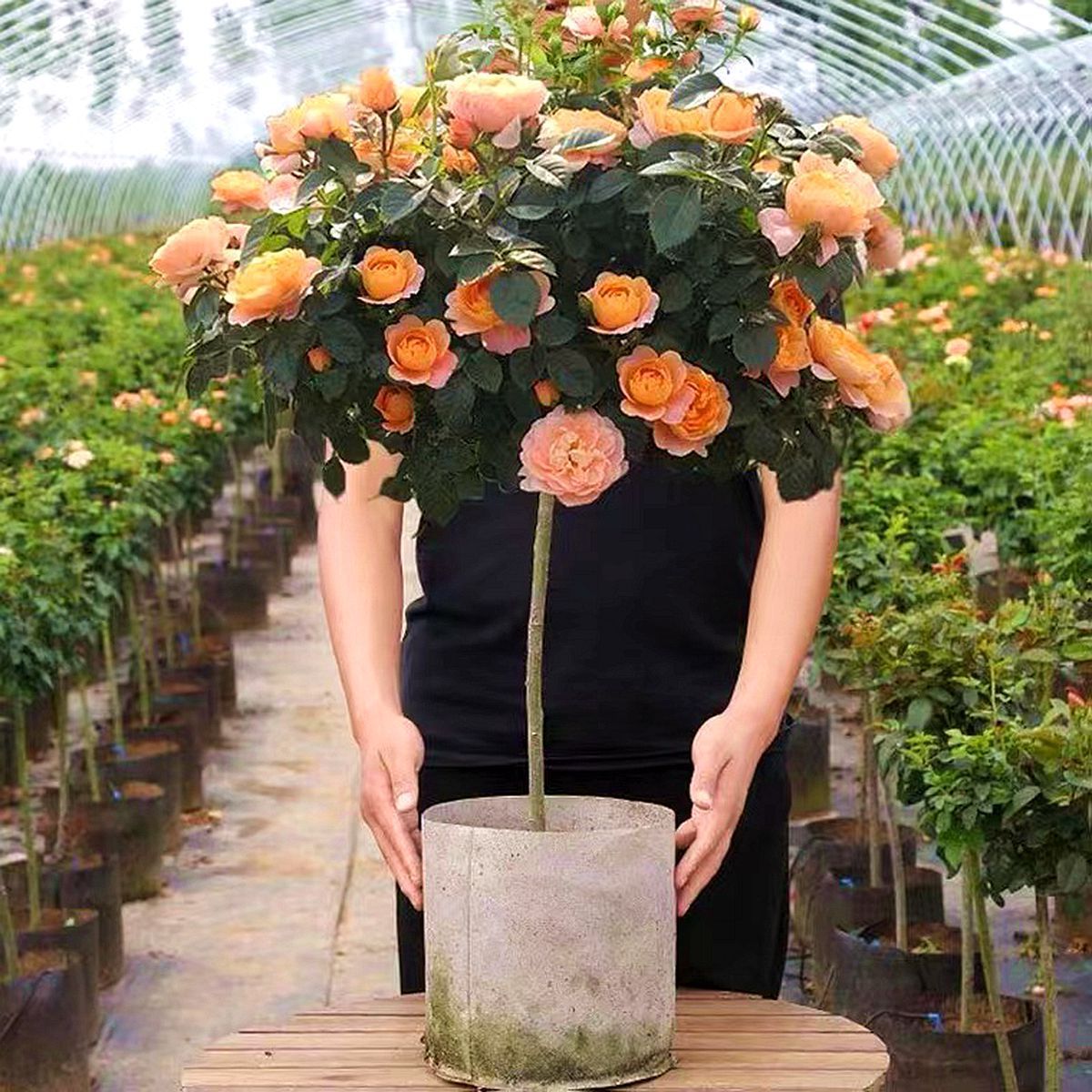 果汁系列月季花嫁接棒棒糖好养活