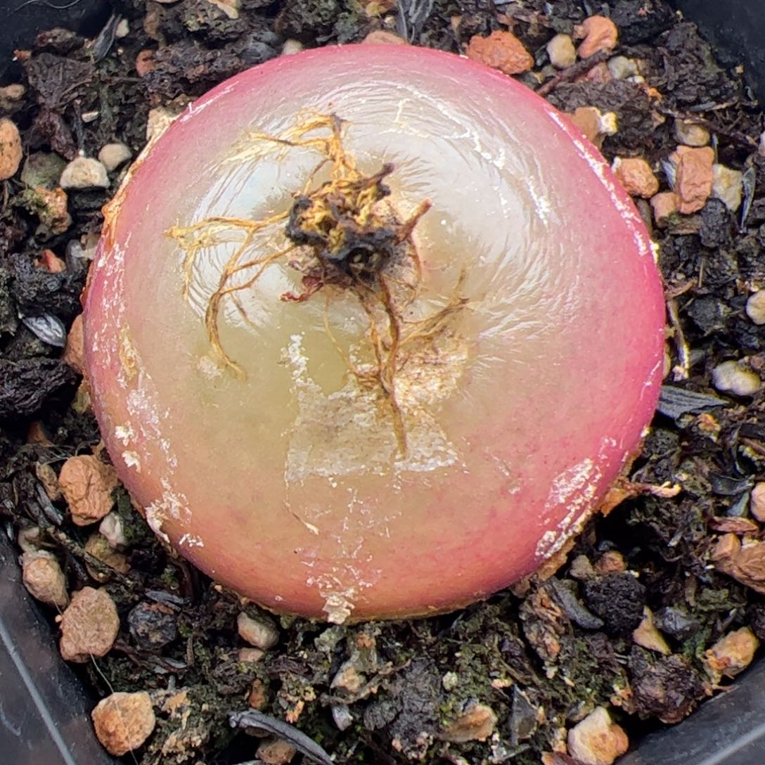 灯泡 多肉植物 3.6 多肉植物