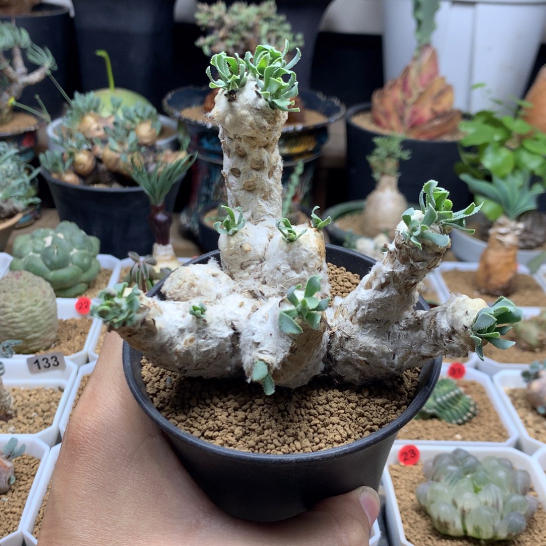 刨花厚敦菊母本带盆