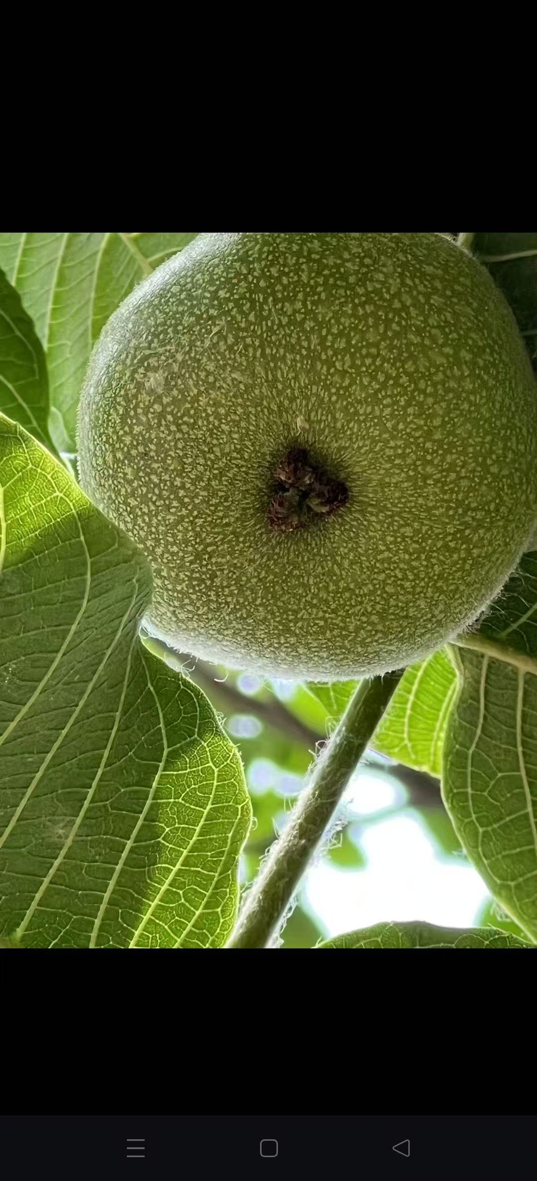 青皮 现开 开好不退不换