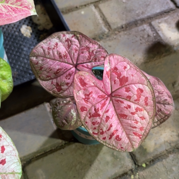 草莓心泰国彩叶芋17-0811