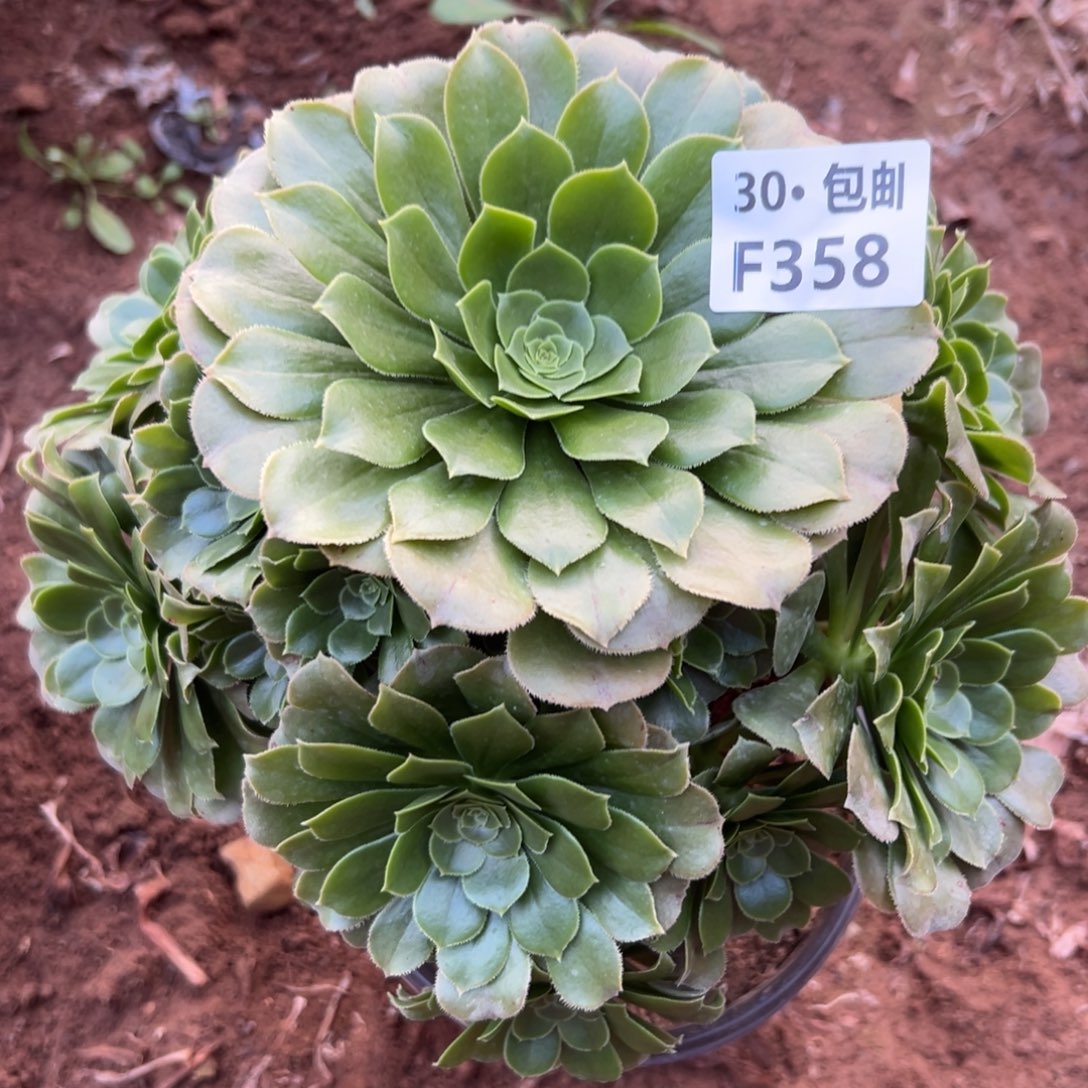 358绿杨蓉多肉法师