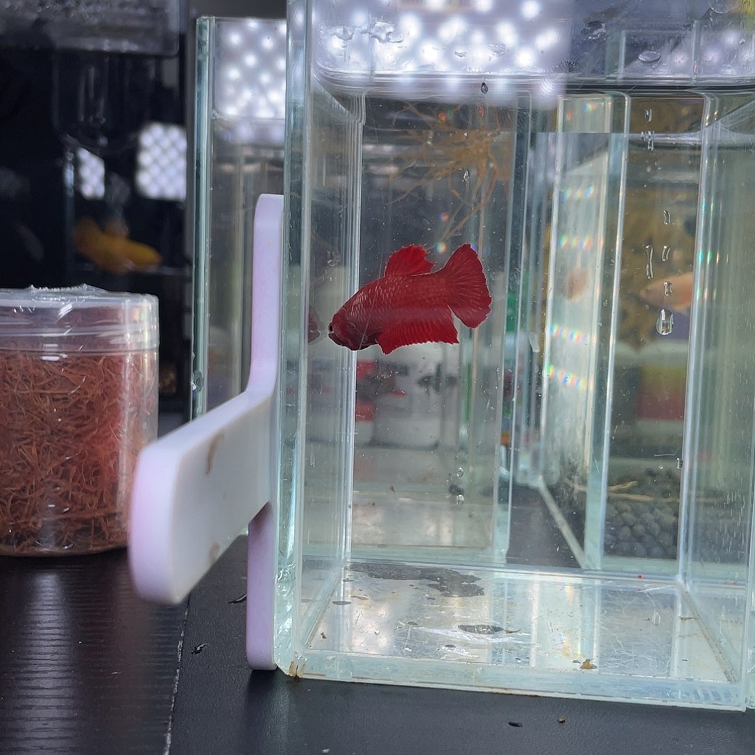 斗鱼011号超红将军母鱼