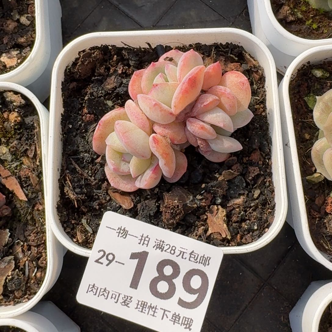 石化桔子冰无盆土发货