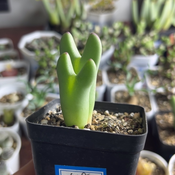 608 皮卡丘少将多肉植物