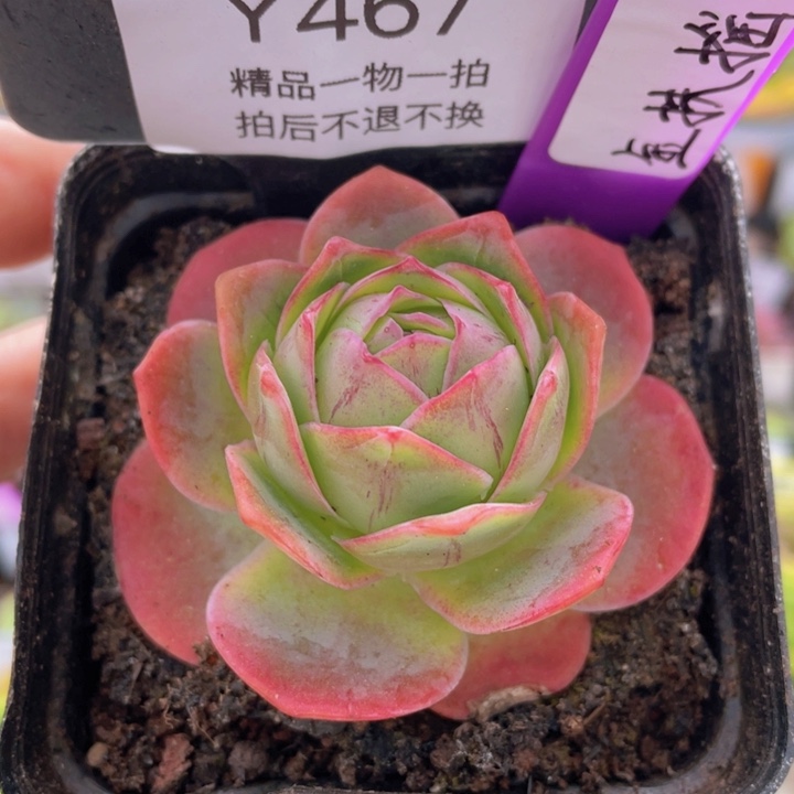 金扶摇玫瑰一物一拍467