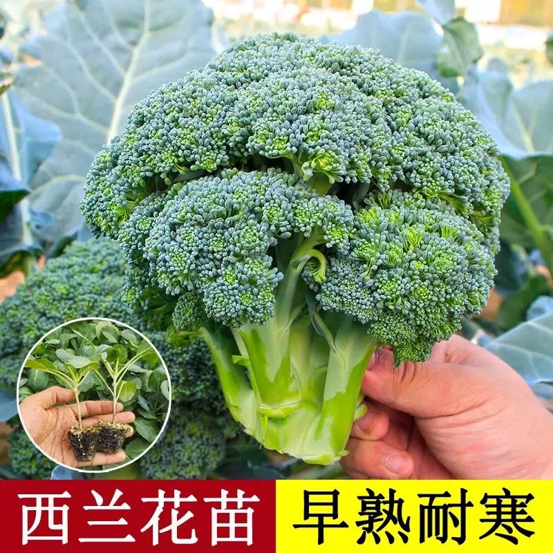 西兰花苗秧苗青花椰菜苗青梗松花菜苗甘蓝苗秋冬西蓝花菜苗蔬菜苗