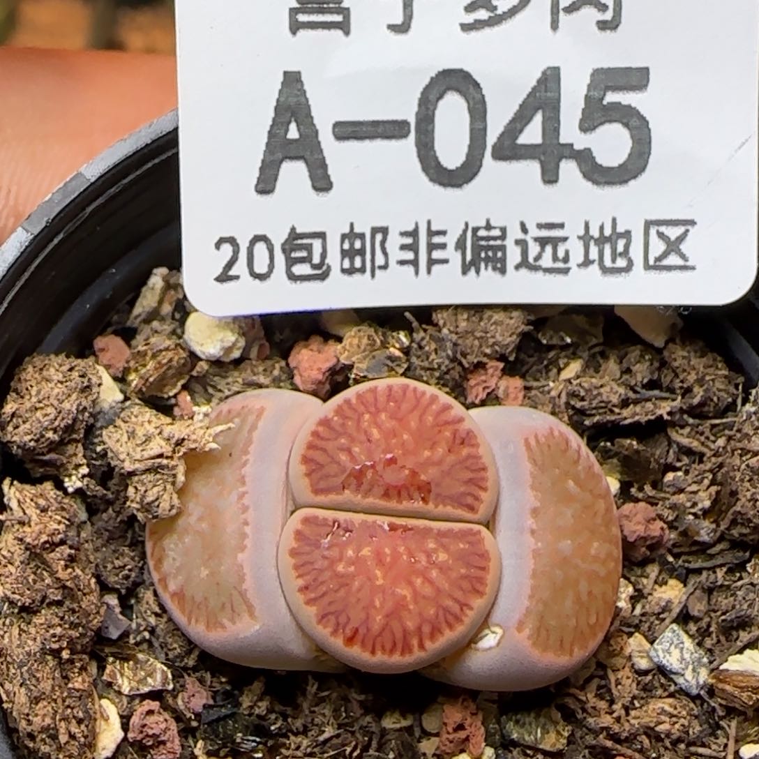 红窗菊。    带盆土的发货