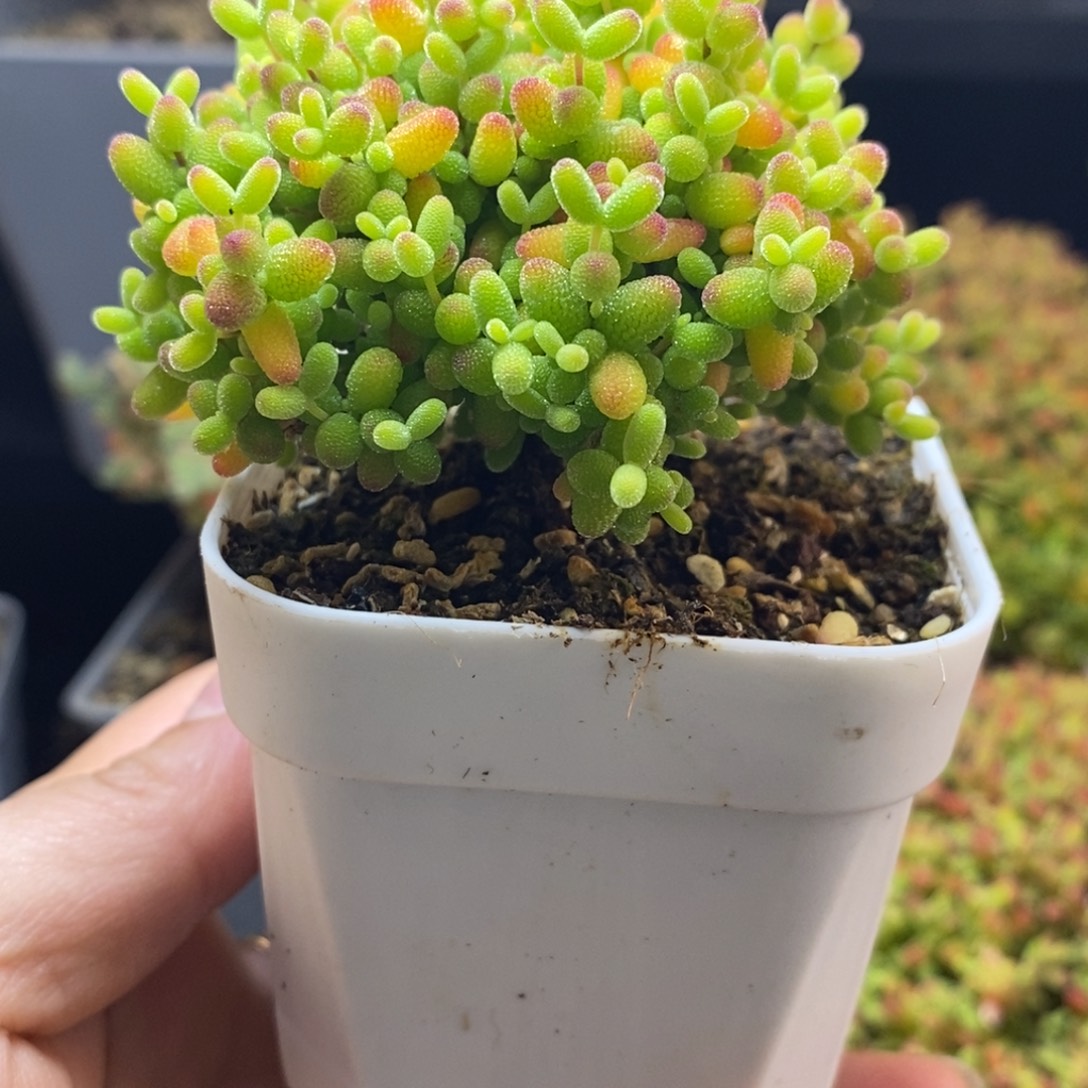 完全开放24号蜜橘糖球（6.5cm）