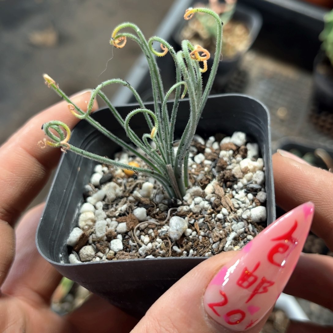 卷毛弹簧草单头发货有根