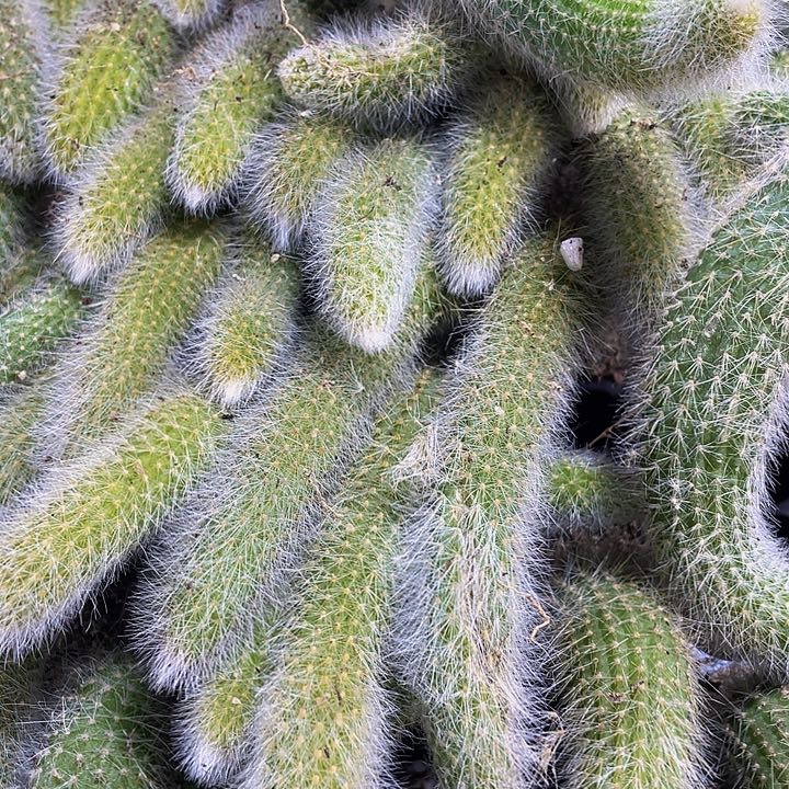 九尾狐1元带土发货