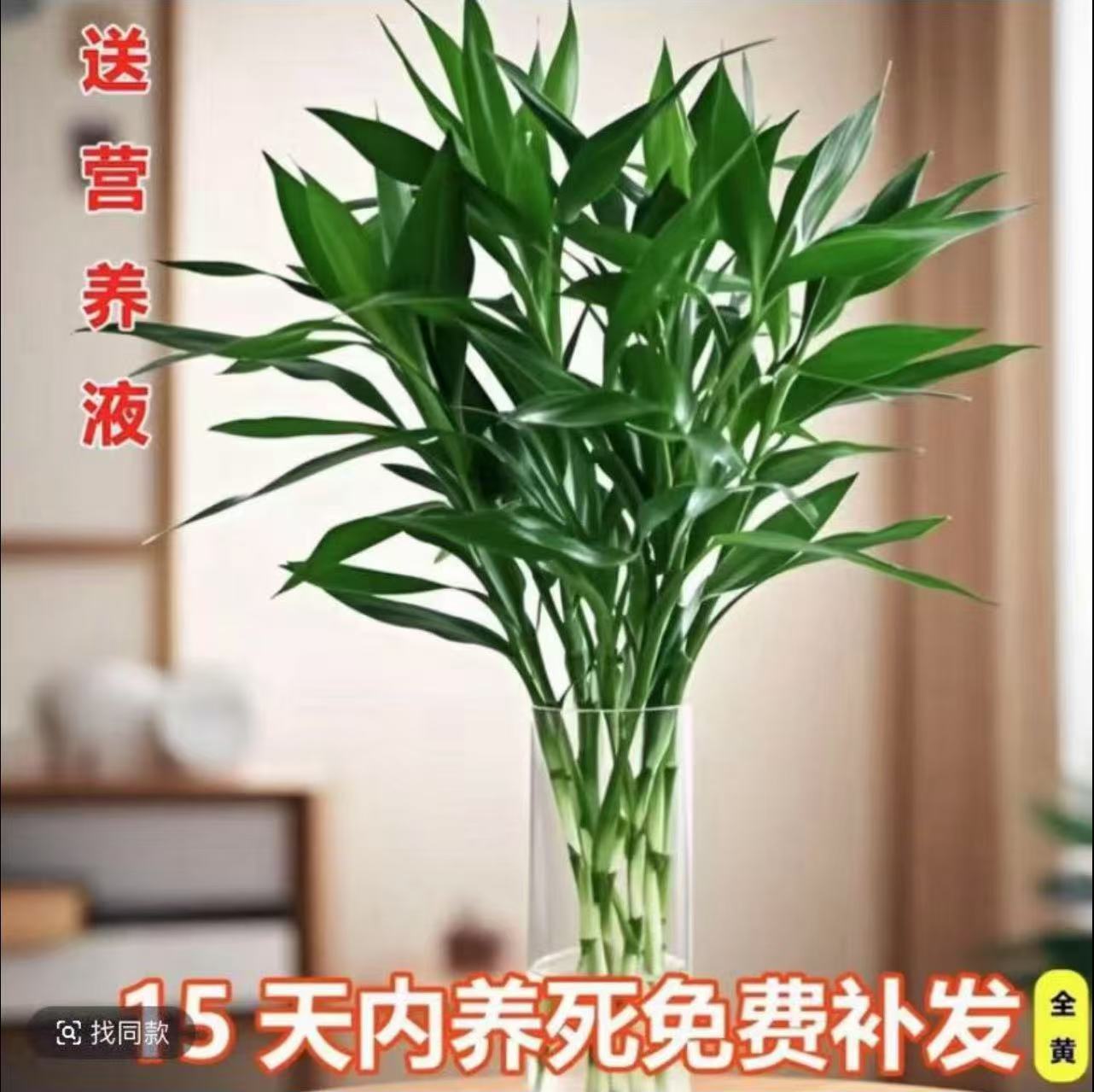 【10只】海南基地精品富贵竹10枝60-70cm大叶高档大气正宗水培盆栽