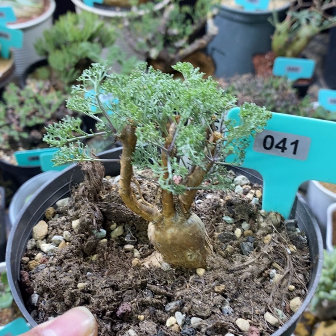 羽叶厚炖菊多肉植物