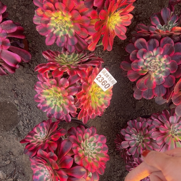 2360三颗不包损多肉植物