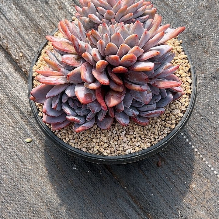 【闪购商品】星影缀