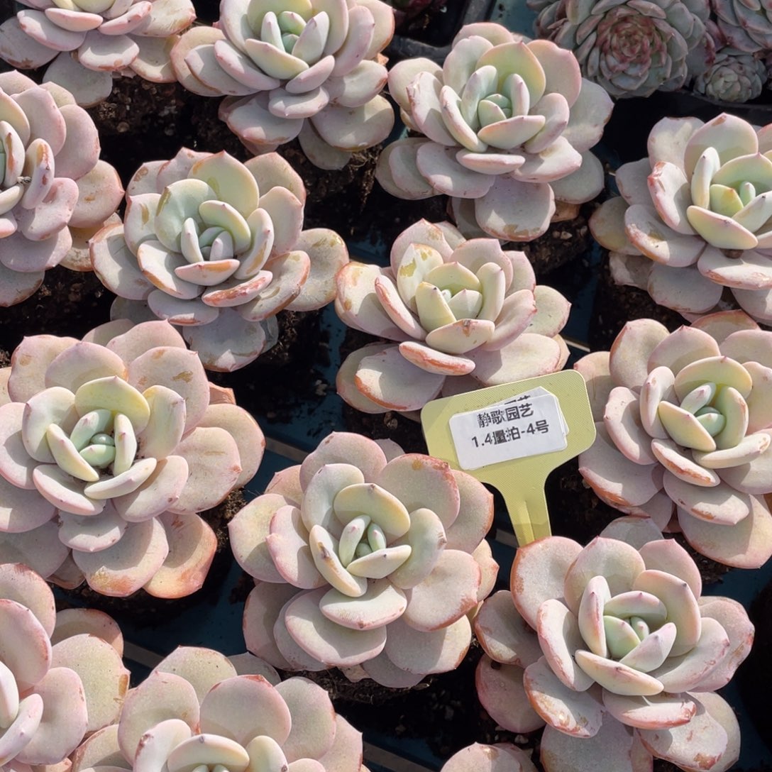 0104-4-开播福利韩版圆叶奶茶单头一颗量拍