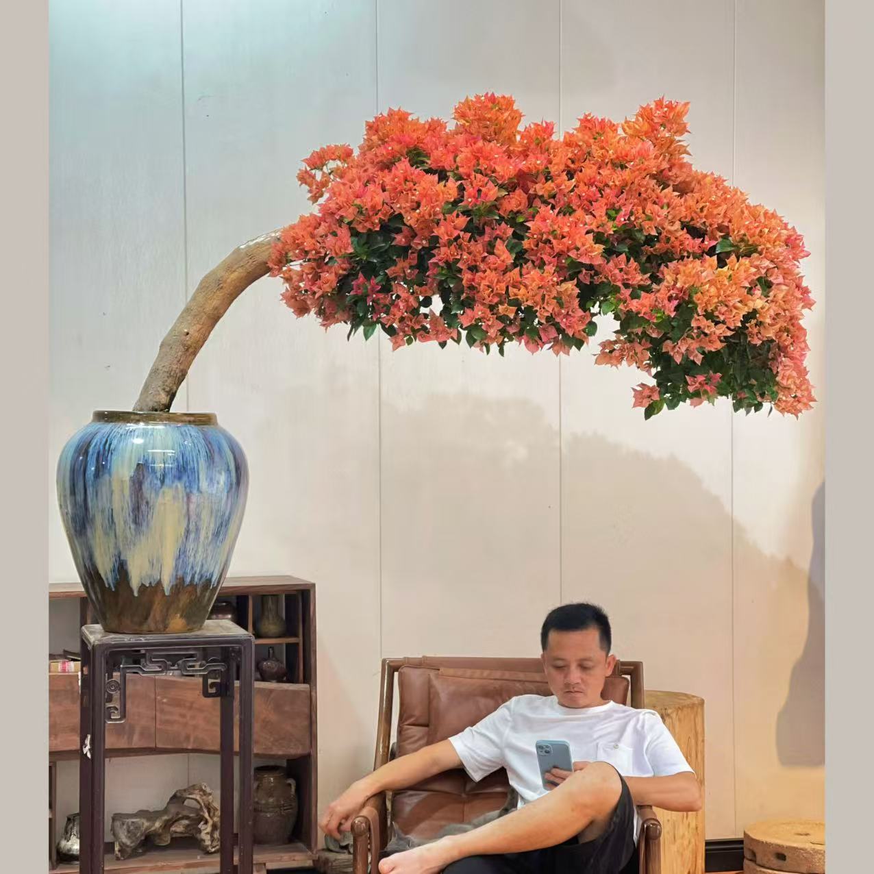 【叶胜园艺】精品佩德罗三角梅盆景