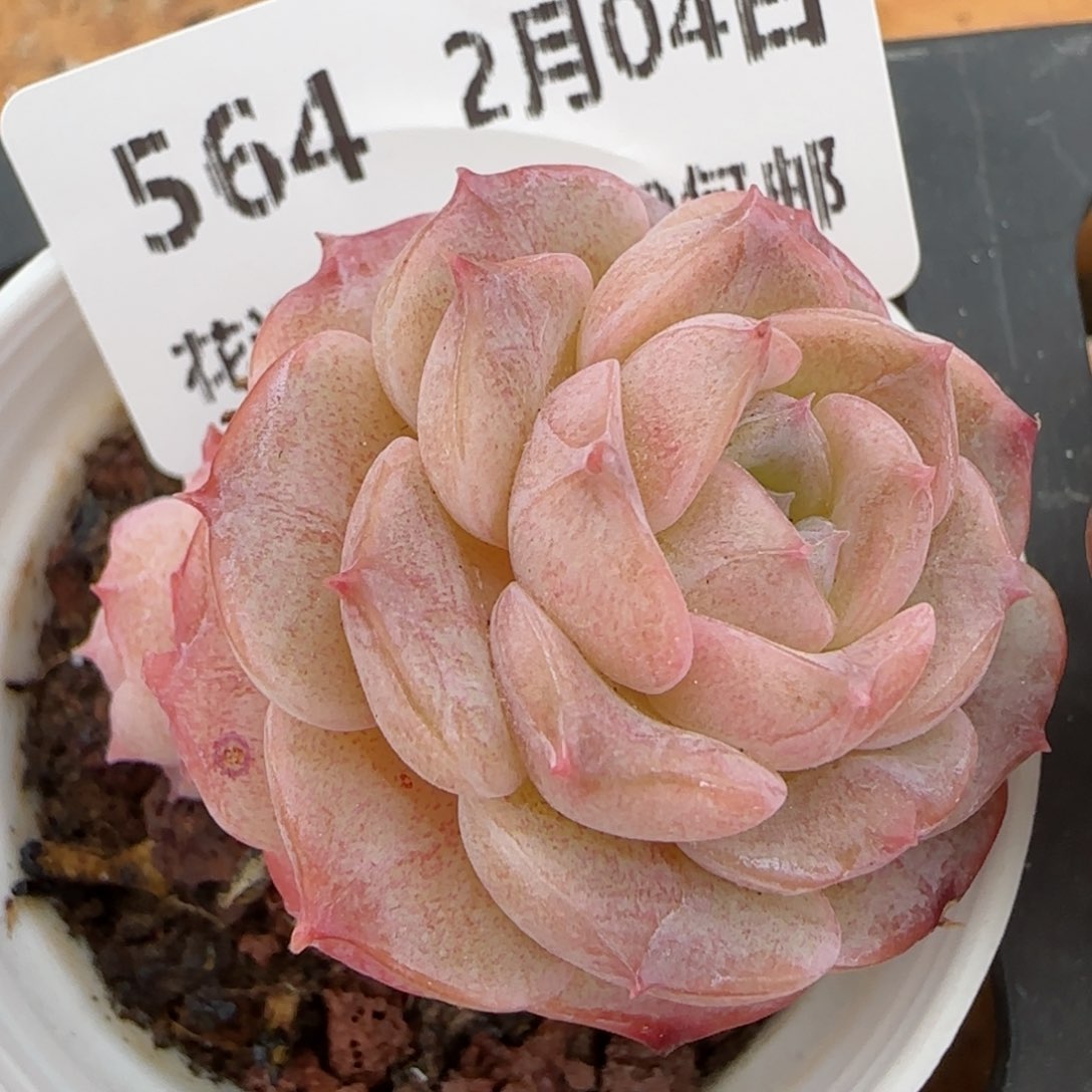 花语逸镜0204-564