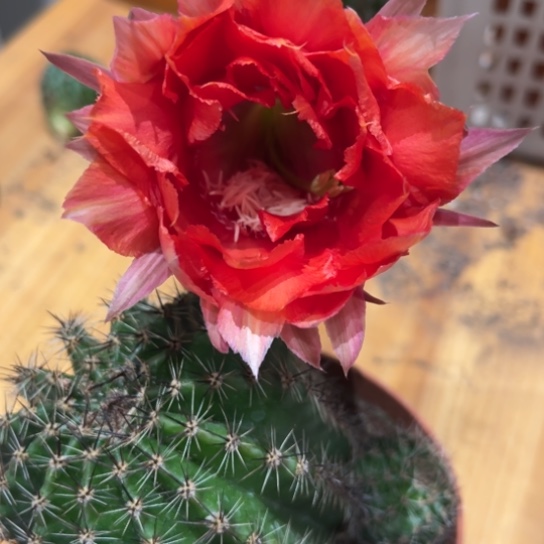 彩草红色7公分左右大花