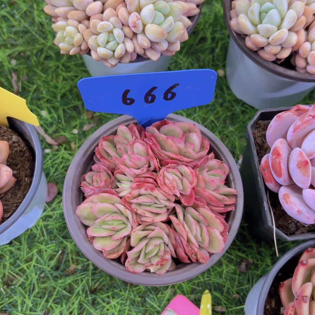 @****y我的小可爱们都好可爱