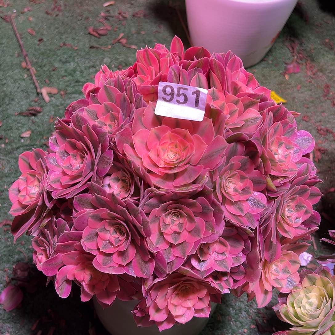 951粉女巫法师多肉