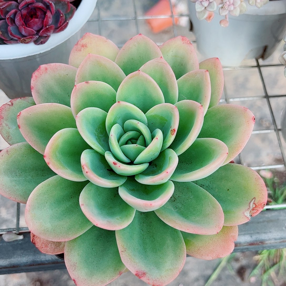 伯爵大单头精品特价