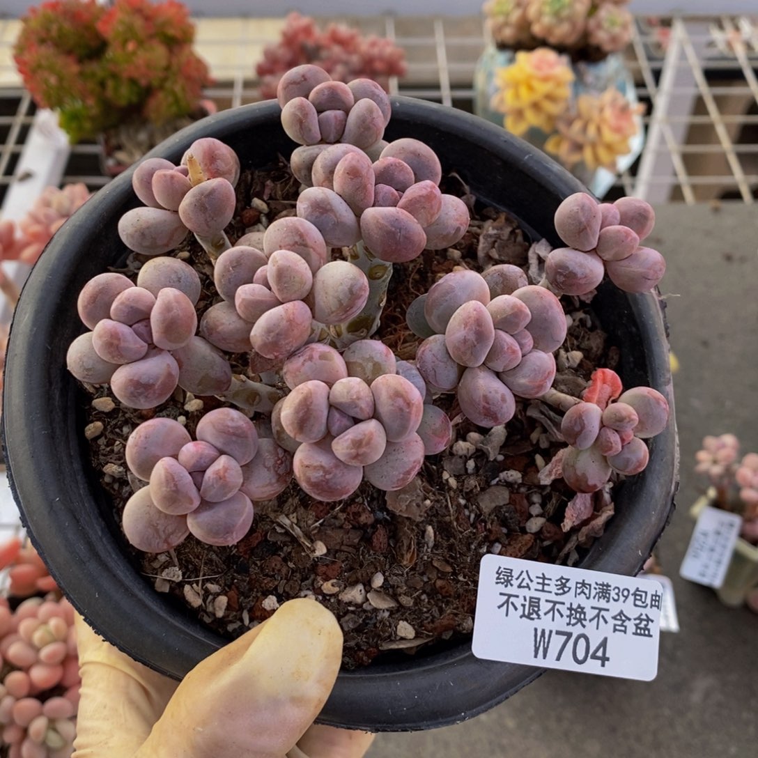 香水手指704-10c m