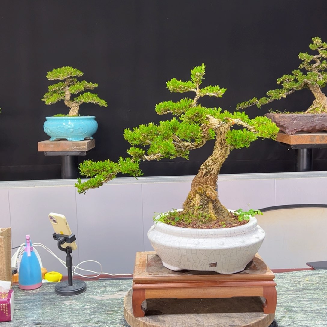 黄杨盆景老桩四季常青