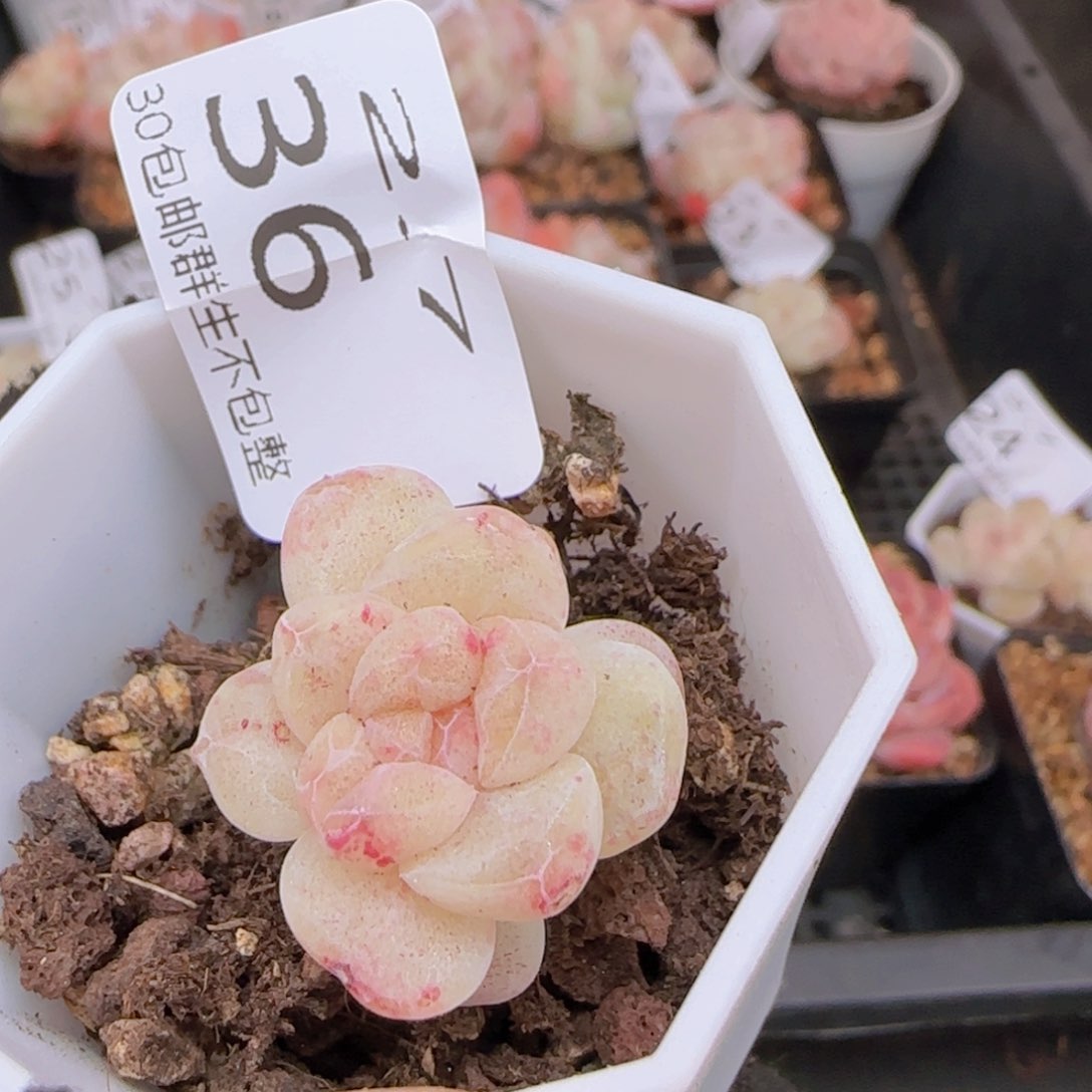 冰玉石化单头一颗脱土