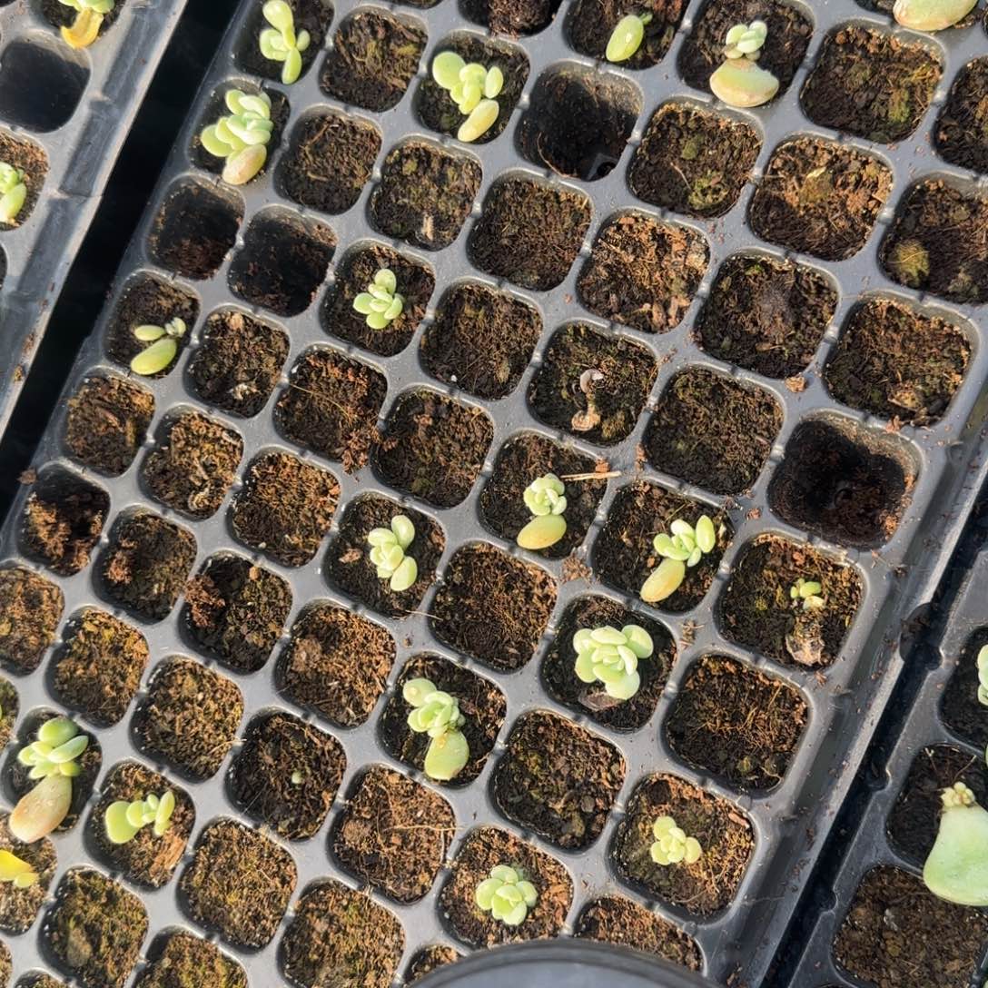风花珍珠 穴1个满25包邮