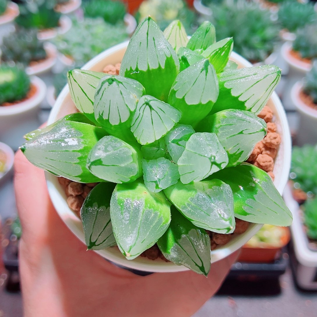 冰城多肉多肉多肉