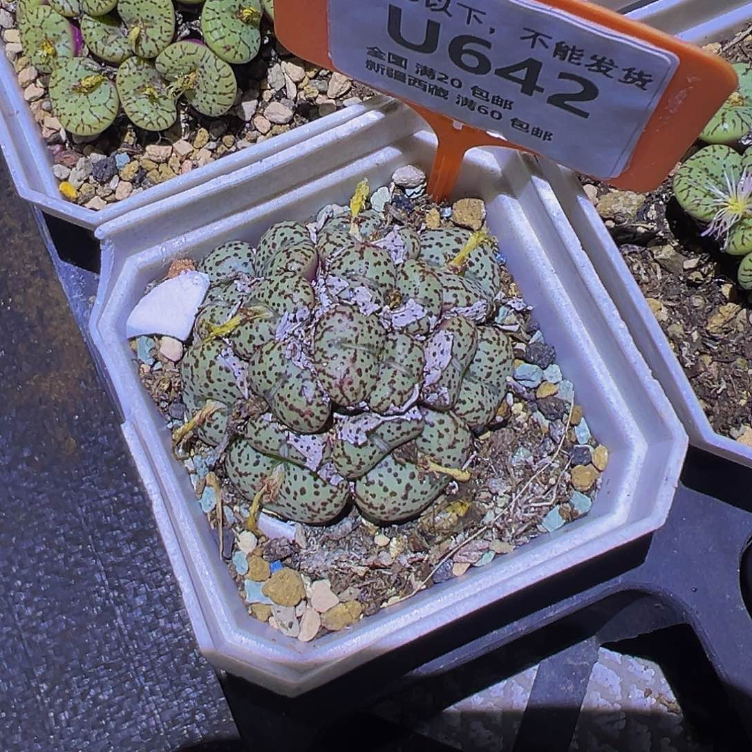 642 一物一拍，默认有伤，介意勿拍，不退不换