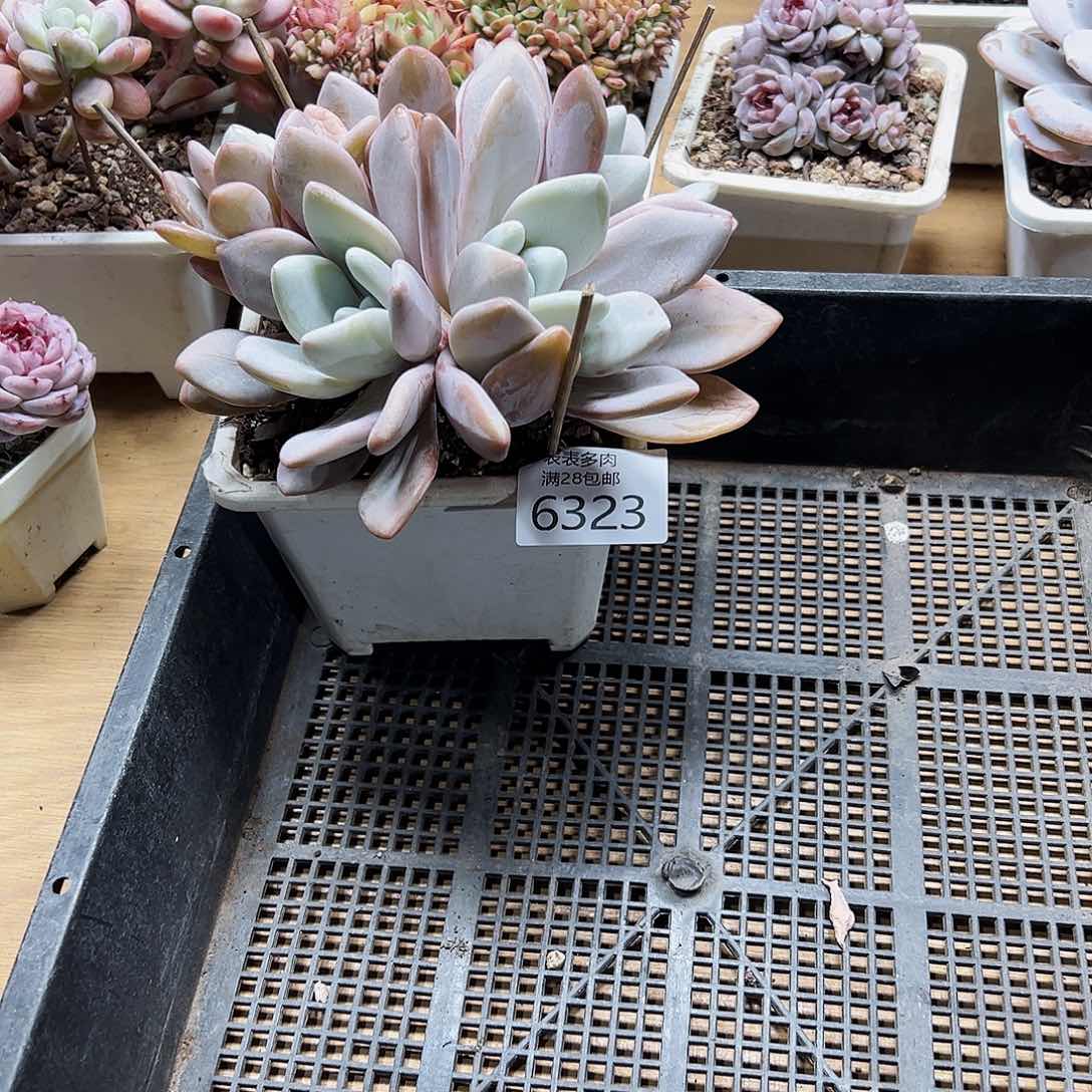 9号我们的确是一个6323