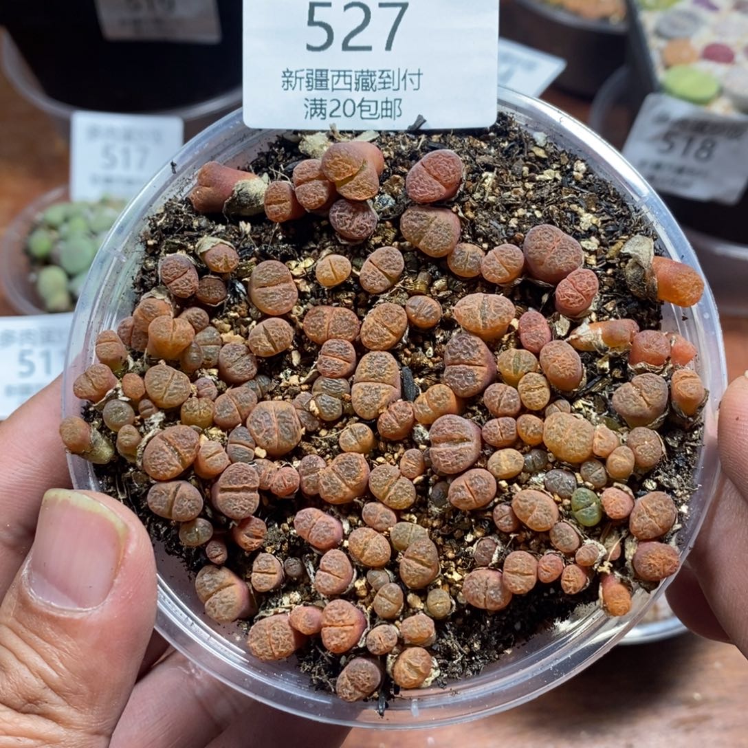 多肉蛋炒饭感谢您相伴527