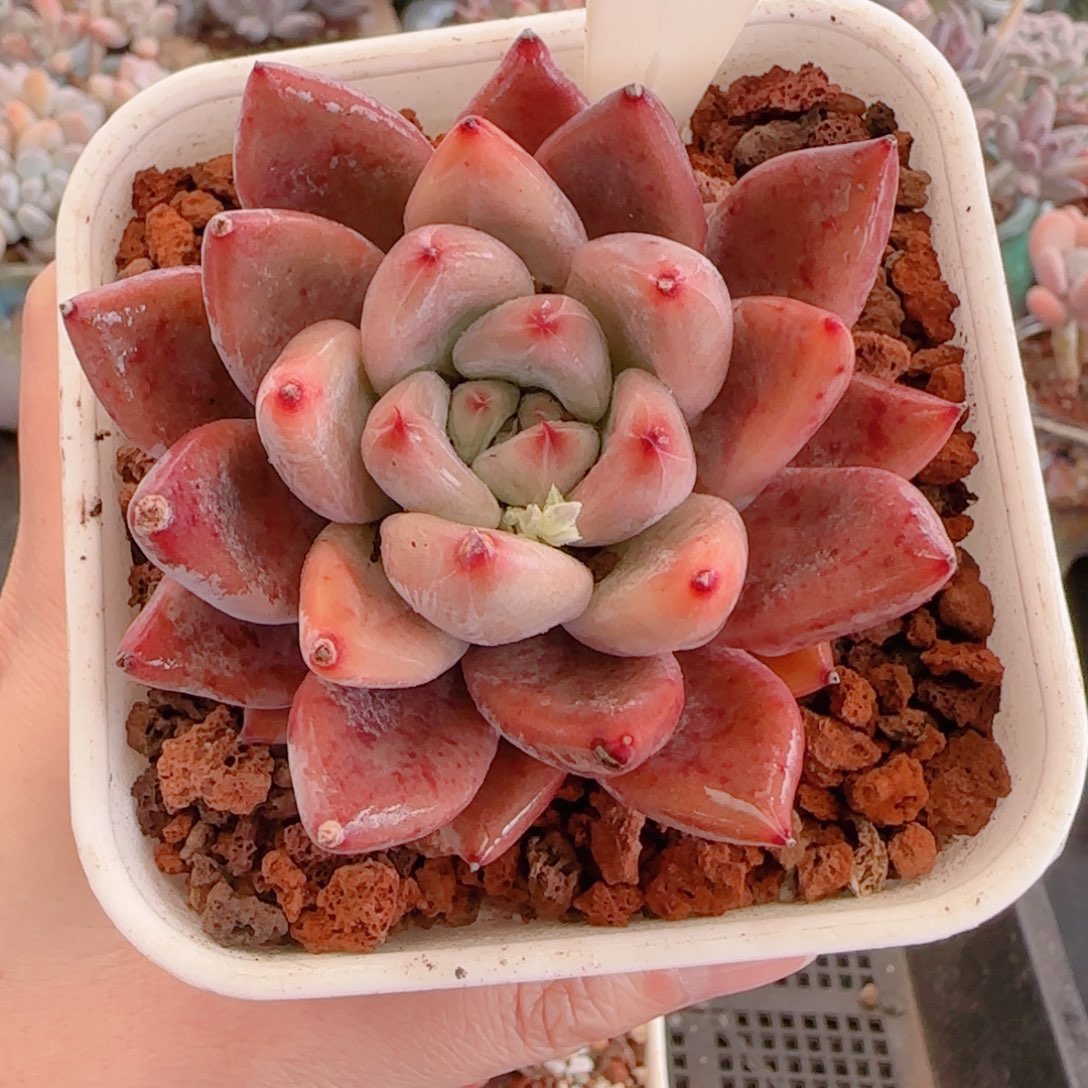 多肉植物8548…………