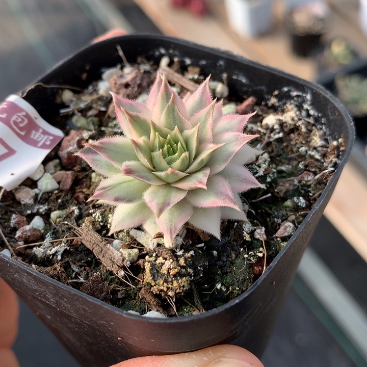 长生草锦多肉植物