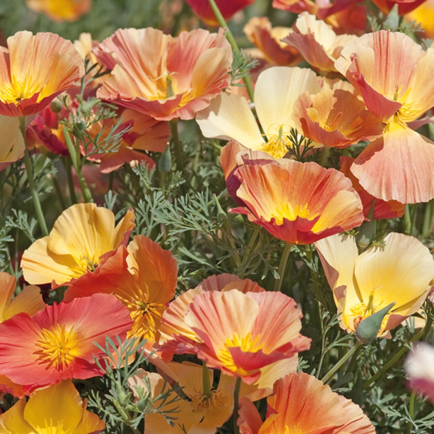 【千行园艺】花菱草泰国丝绸系列加州虞美人阳台盆栽