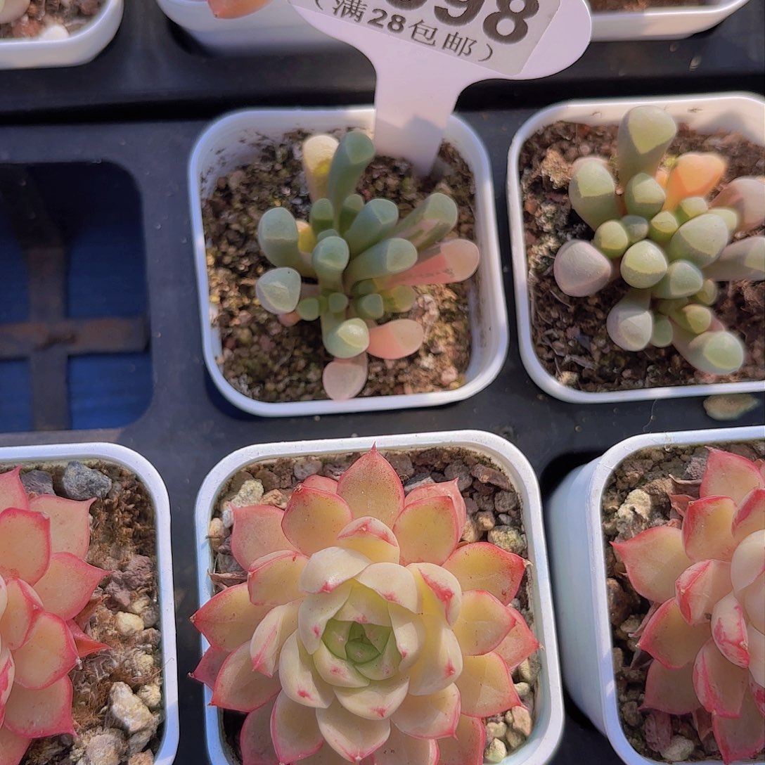 A598五十铃玉锦一物一拍