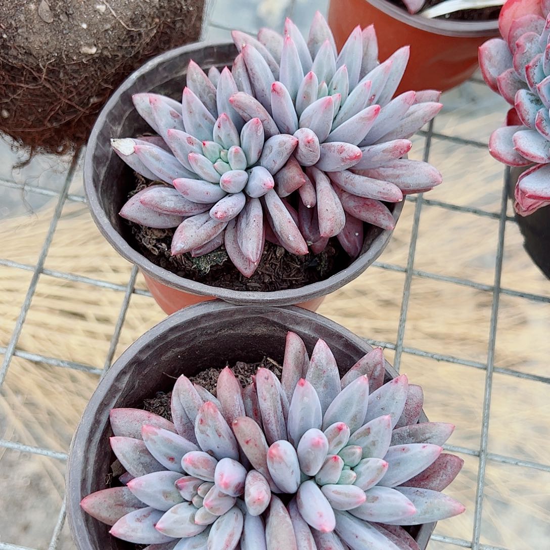 虞美人双头起发精品特价